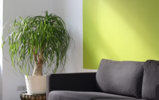 green accent wall example