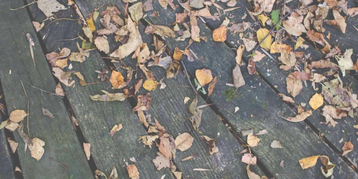 dry leaves on a wooden plank