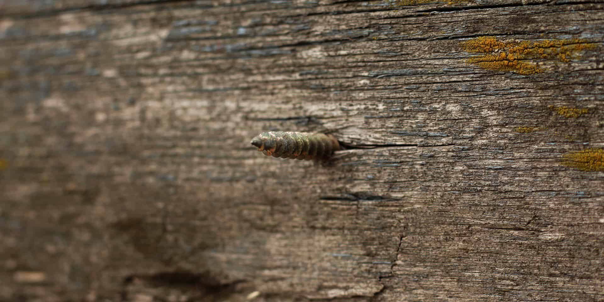 all-american-painting-plus-wood-rot-home